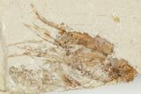 Four Cretaceous Fossil Shrimp - Hjoula, Lebanon #201357-4